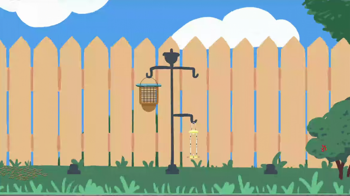Backyard Birdwatching video 3