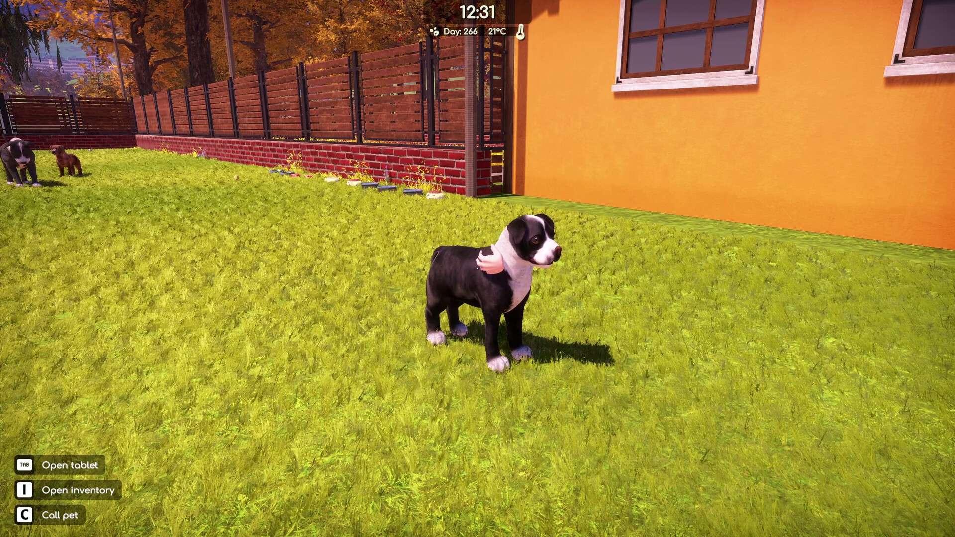 Animal Shelter 2 - Bull-Type Terriers Dogs Pack Screenshot Thumbnail 7