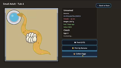 Recessive video 3