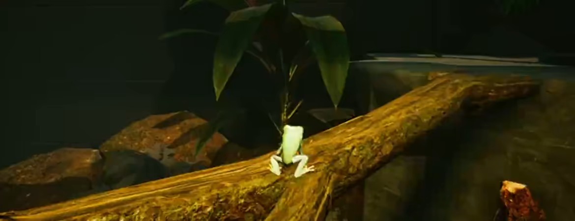 Planet Frog video 3