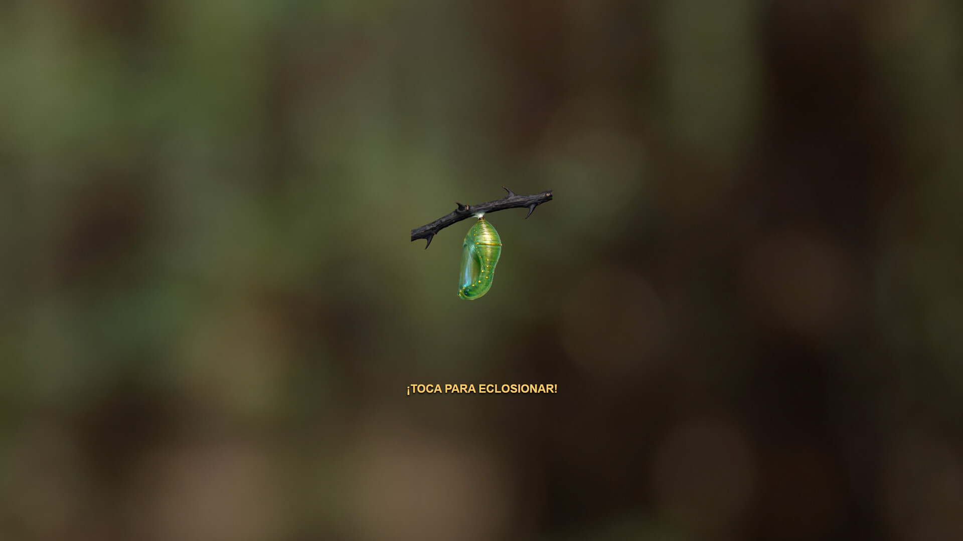 Butterfly Project screenshot 5