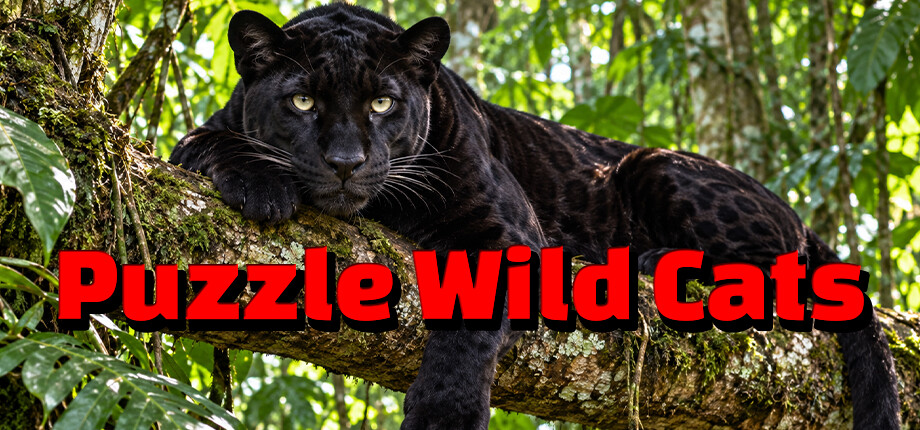 Puzzle Wild Cats header image