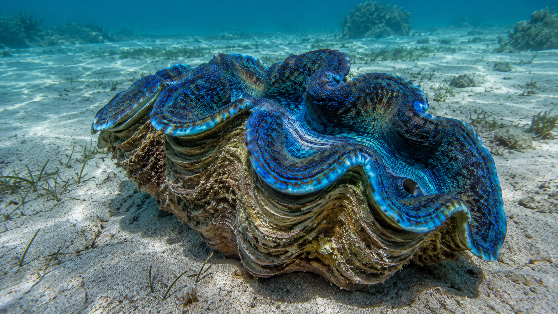 Puzzle Mollusksのスクリーンショット 1