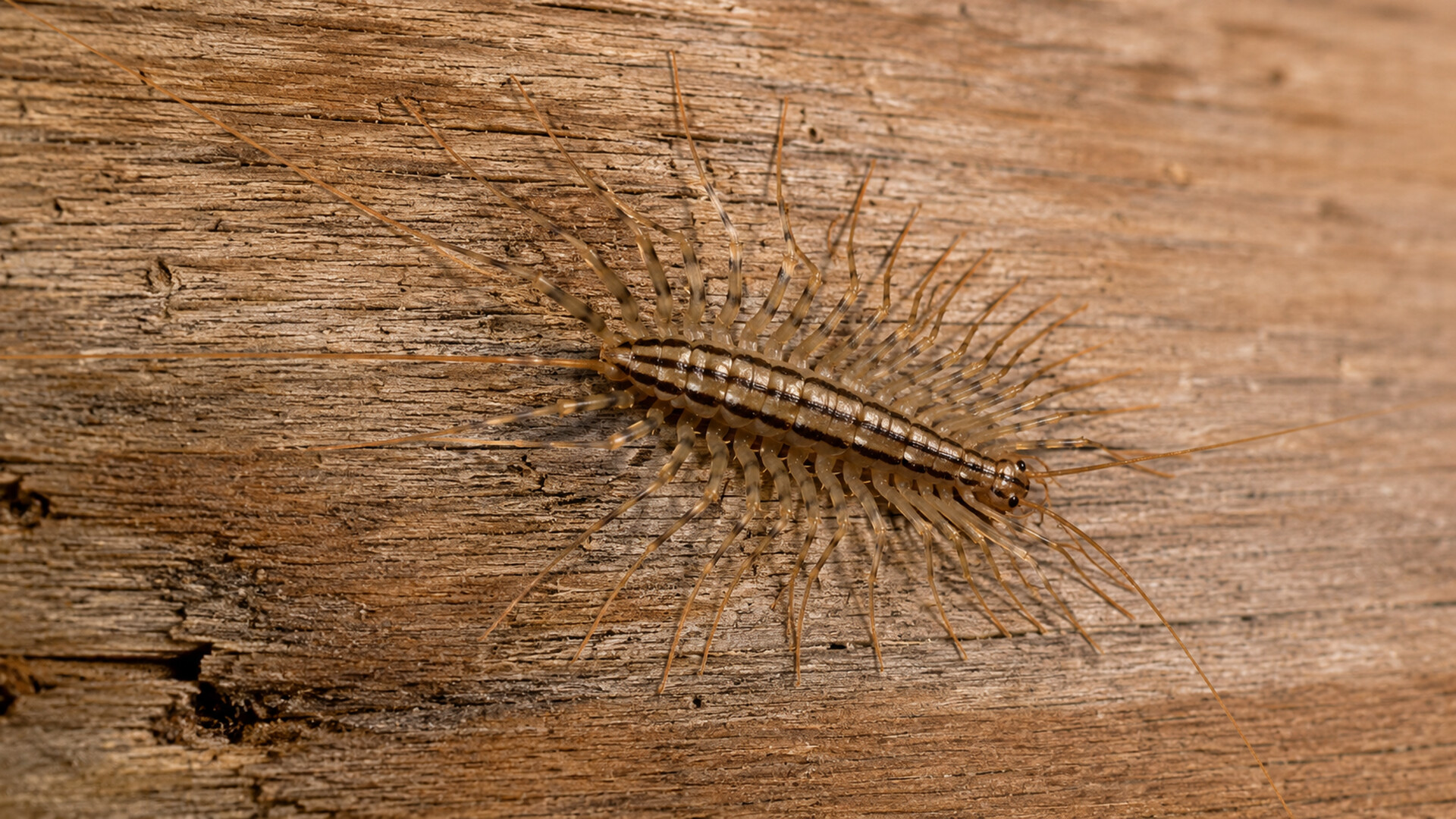Puzzles Insect Artbook Featured Screenshot #1