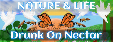 Nature & Life - Drunk On Nectar cover art