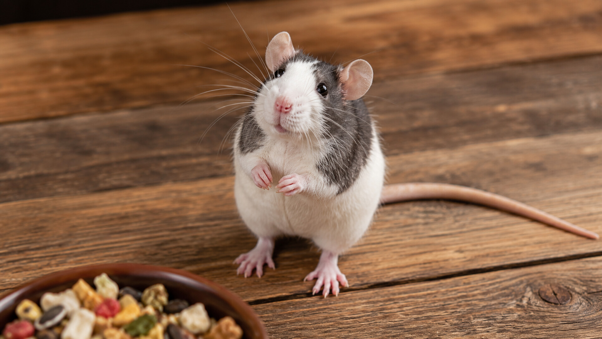Puzzles Rats Artbook Featured Screenshot #1
