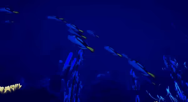 Ocean Fish video 2