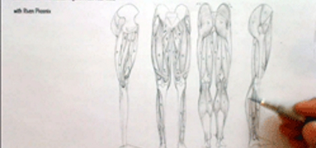 Complete Figure Drawing Course HD: 175 - The Muscles of the Pelvis & Leg - Part 9