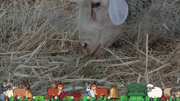 Desktop Cozy Sheep screenshot 5