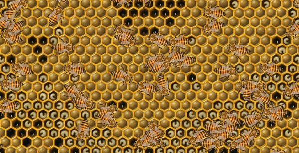 My First Beehive 스크린샷 1