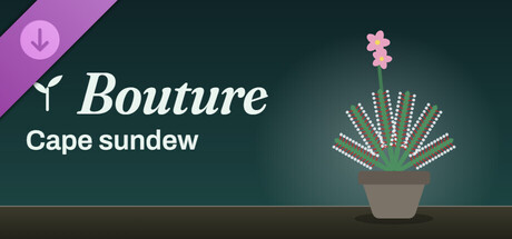 Bouture - Cape sundew