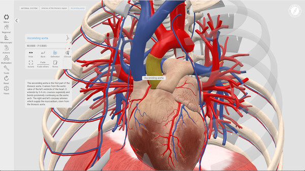Everyday Anatomy