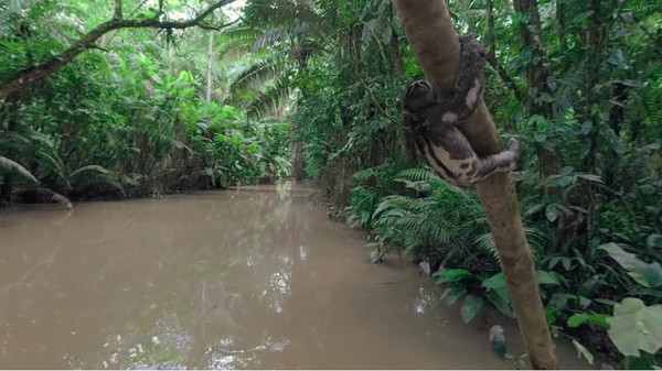 Under the Canopy screenshot 2