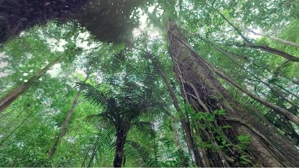 Under the Canopy screenshot 5