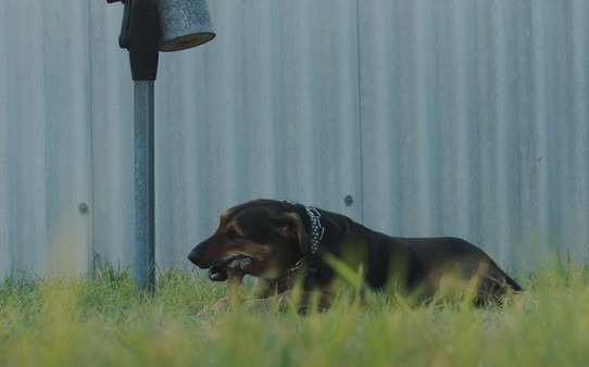 Hounds of Love screenshot 6