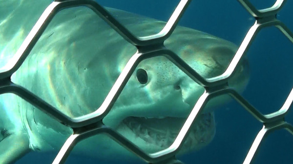 Open Water 3: Cage Dive screenshot 4