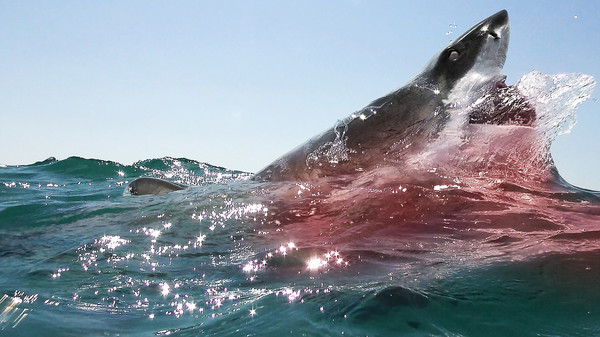 Open Water 3: Cage Dive screenshot 3