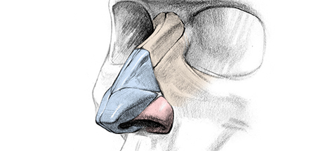 Portrait Drawing Fundamentals Course: How to Draw a Nose – Anatomy and Structure cover art