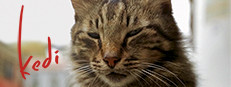Kedi game capsule image