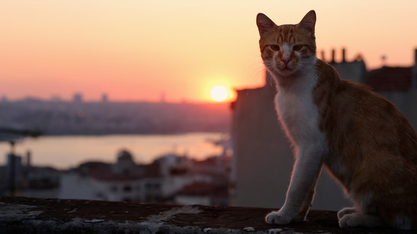 Kedi