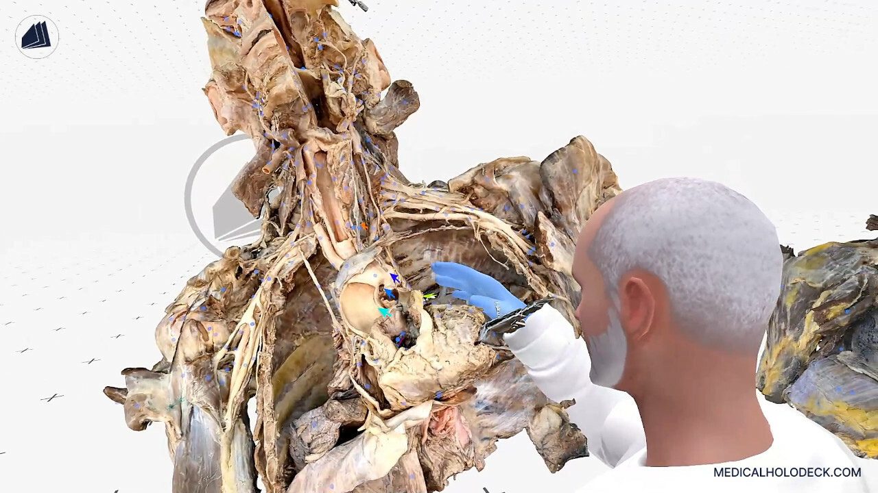 MEDICALHOLODECK®. Surgery, Anatomy, Medicine, and DICOM in Virtual Reality. For Medical Students, Nurses, Doctors and Surgeons. screenshot 6