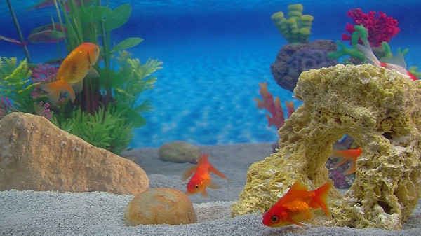 Aquarium For Your Home: Goldfish screenshot 2