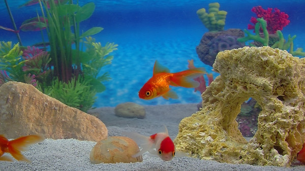 Aquarium For Your Home: Goldfish screenshot 5