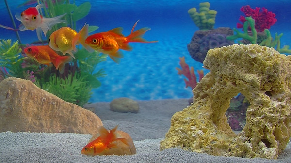 Aquarium For Your Home: Goldfish screenshot 3
