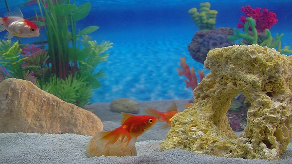 Aquarium For Your Home: Goldfish screenshot 1