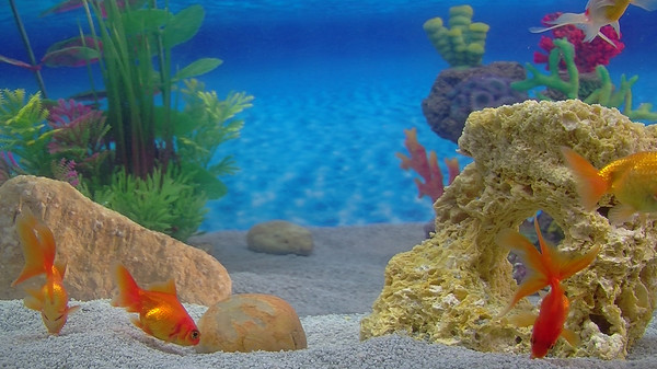 Aquarium For Your Home: Goldfish screenshot 4