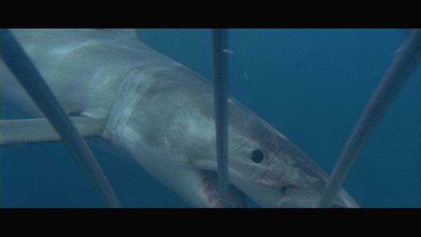 Blue Water, White Death screenshot 2