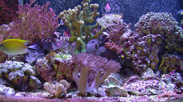Aquarium For Your Home: Salt Water Reef screenshot 2