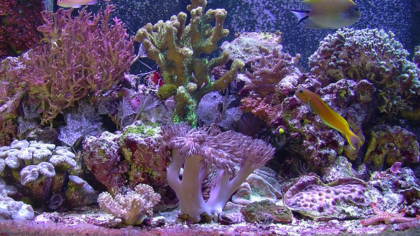 Aquarium For Your Home: Salt Water Reef screenshot 1