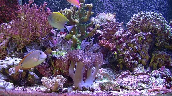 Aquarium For Your Home: Salt Water Reef screenshot 4