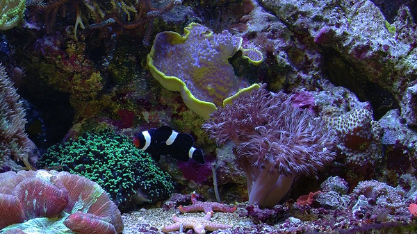 Aquarium For Your Home: Salt Water Reef screenshot 5