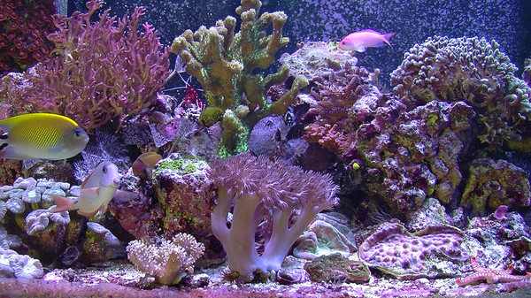 Aquarium For Your Home: Salt Water Reef screenshot 3