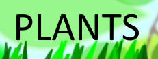 Plants