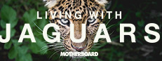 Living with Jaguars