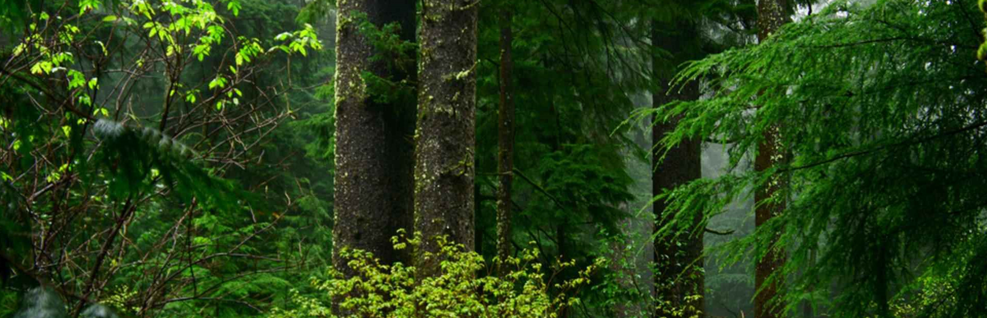 Maze Quest 1: The Forest