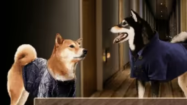 A Summer with the Shiba Inu video 2