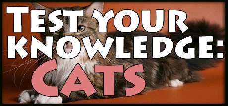 Test your knowledge: Cats banner image