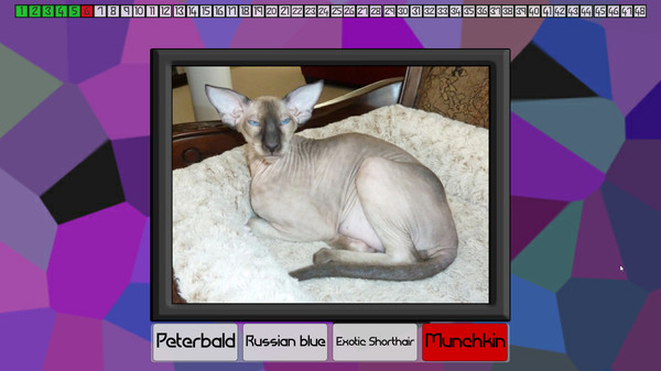 Test your knowledge: Cats screenshot 5