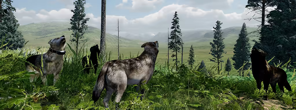 Wolves howlling together