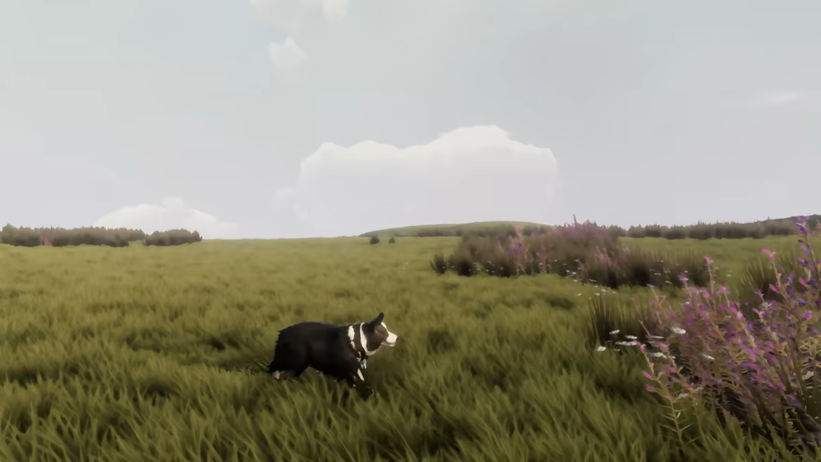 The Free Shepherd video 3